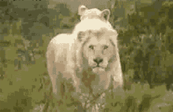 GIF animado (9549) Leones blancos