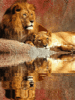 GIF animado (9552) Leones reflejados agua