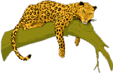 GIF animado (9576) Leopardo