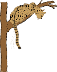 GIF animado (9578) Leopardo arbol