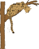 GIF animado (9578) Leopardo arbol