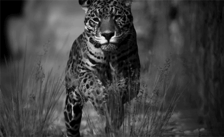 GIF animado (9580) Leopardo blanco negro