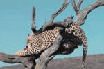 GIF animado (9583) Leopardo comiendo