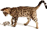 GIF animado (9589) Leopardo jugando