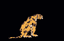 Imagen GIF de Leopardo mariposa animado