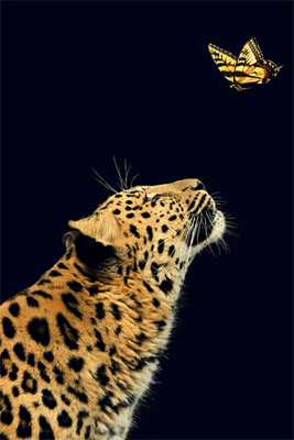 GIF animado (9591) Leopardo mariposa