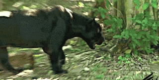 GIF animado (9593) Leopardo negro