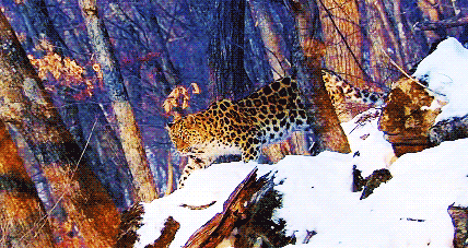 GIF animado (9594) Leopardo nieve
