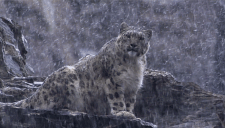 GIF animado (9595) Leopardo nieve