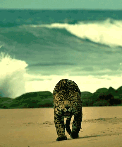 GIF animado (9597) Leopardo playa