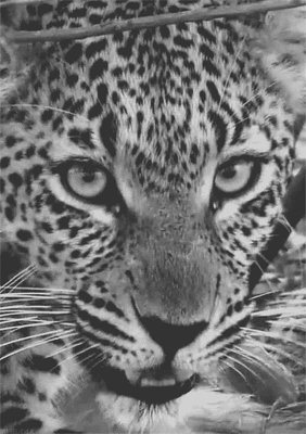 GIF animado (9600) Leopardo rugiendo