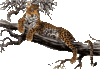 GIF animado (9602) Leopardo subido arbol