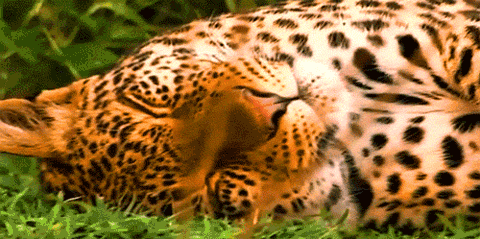 GIF animado (9604) Leopardo tumbado