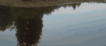GIF animado (8355) Libelula sobre el agua