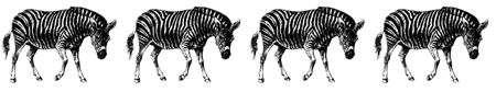 GIF animado (8945) Linea cebras