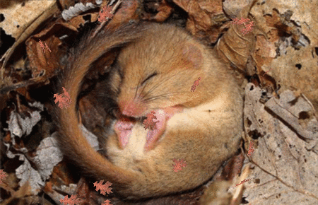 Imagen GIF de Liron animado