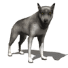 GIF animado (10896) Lobo