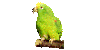 GIF animado (7106) Loro