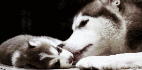GIF animado (10888) Madre y cachorro
