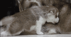 GIF animado (10889) Madre y cachorro de husky