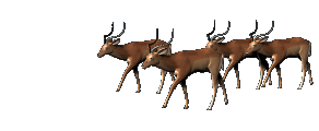 GIF animado (8624) Manada antilopes