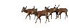 GIF animado (8624) Manada antilopes