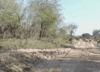 GIF animado (8625) Manada antilopes