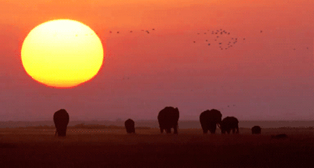 GIF animado (9168) Manada elefantes