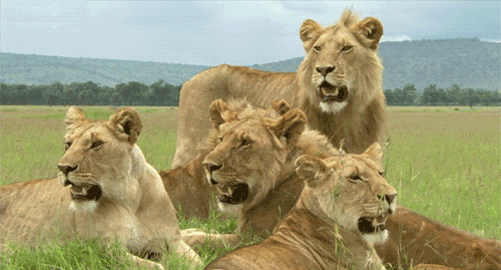 GIF animado (9553) Manada leones