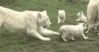 GIF animado (9554) Manada leones blancos