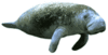 GIF animado (5903) Manati antillano