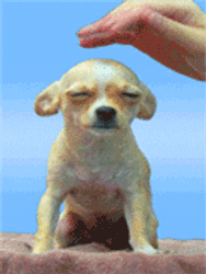 GIF animado (10683) Mano acariciando chihuahua