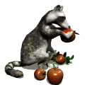 GIF animado (9661) Mapache comiendo manzanas