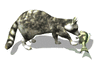 GIF animado (9662) Mapache con un pez