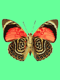 GIF animado (8365) Mariposa