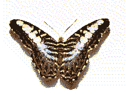 GIF animado (8367) Mariposa