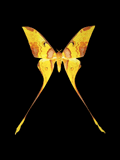 GIF animado (8375) Mariposa amarilla