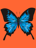 GIF animado (8377) Mariposa azul