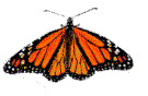 GIF animado (8381) Mariposa batiendo las alas