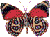 GIF animado (8384) Mariposa cambiando de color