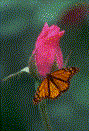 GIF animado (8410) Mariposa en una rosa
