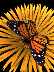 GIF animado (8415) Mariposa monarca comiendo