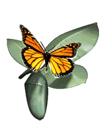 GIF animado (8416) Mariposa monarca hoja