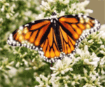 GIF animado (8417) Mariposa monarca luces
