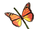 GIF animado (8418) Mariposa monarca rama