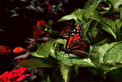 GIF animado (8419) Mariposa monarca volando