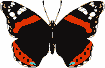 GIF animado (8390) Mariposa negra