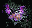 GIF animado (8435) Mariposa sobre flores