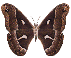 GIF animado (8401) Mariposa volando