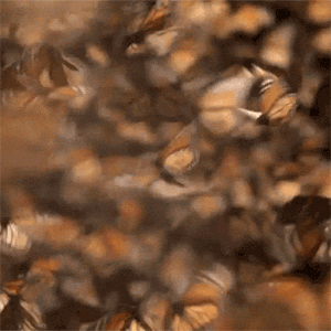 GIF animado (8424) Mariposas monarcas